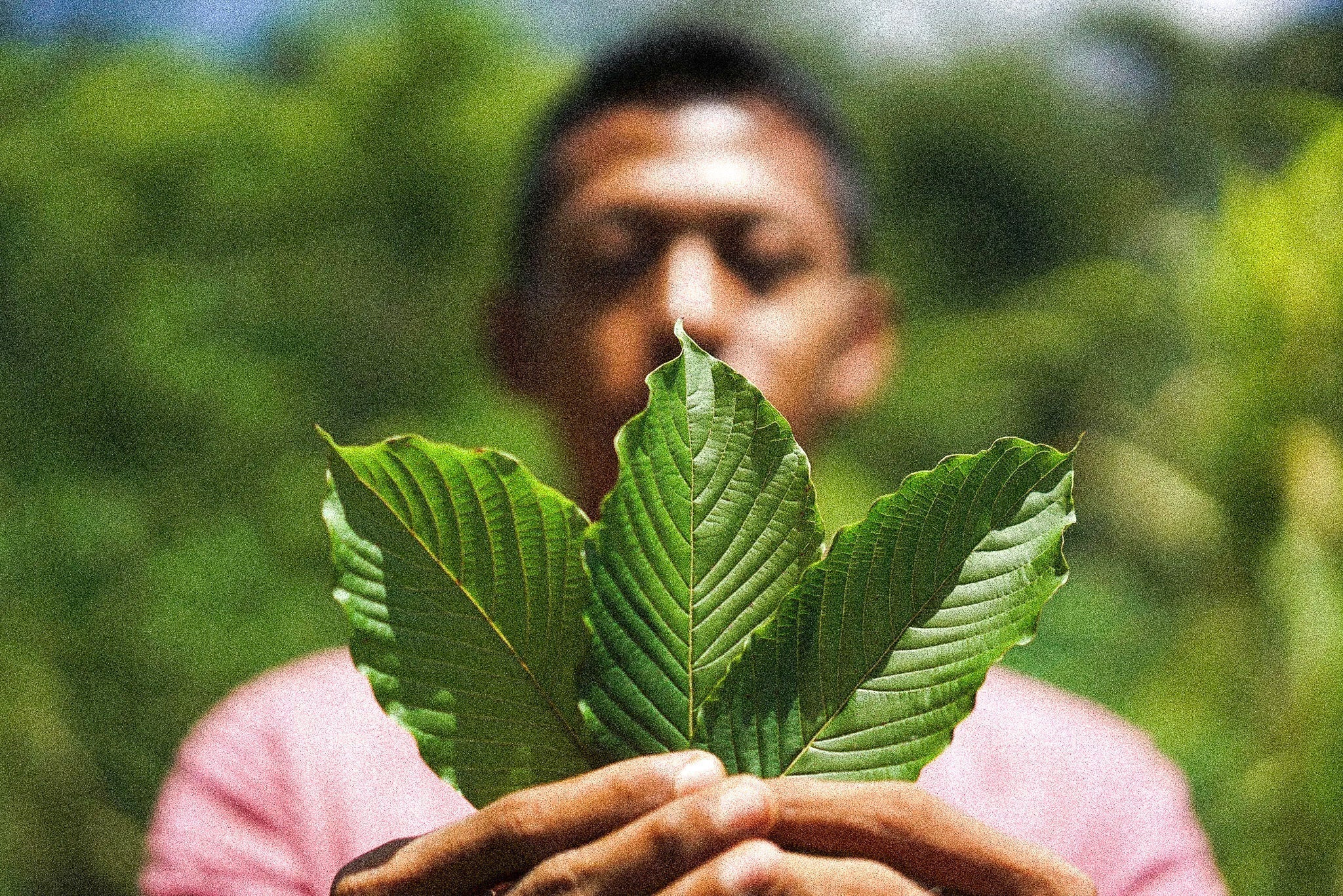 From Soil to Shipment: Inside the Indonesian Farms That Grow Our Kratom