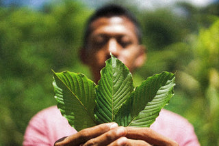 From Soil to Shipment: Inside the Indonesian Farms That Grow Our Kratom